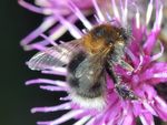 Bombus hypnorum